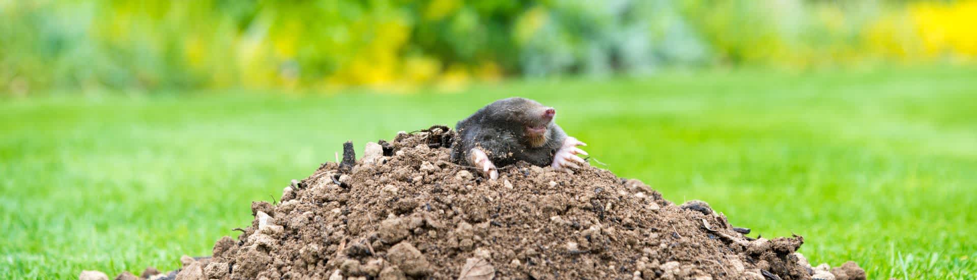 Maulwürfe aus dem Garten vertreiben